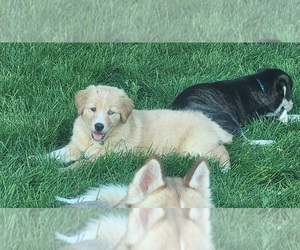 Goberian-Golden Retriever Mix Puppy for sale in JOHNSTOWN, CO, USA