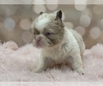 Small #7 French Bulldog