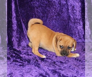 Puggle Puppy for sale in BLOOMINGTON, IN, USA