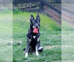 Small #1 Huskies  Mix