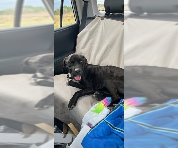 Medium Photo #1 Labrador Retriever-Unknown Mix Puppy For Sale in Newton, NC, USA