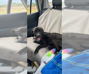 Labrador Retriever-Unknown Mix Dogs for adoption in Newton, NC, USA