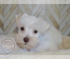 Schnauzer (Miniature) Puppy for sale in MADERA, CA, USA