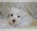 Small Photo #1 Schnauzer (Miniature) Puppy For Sale in MADERA, CA, USA