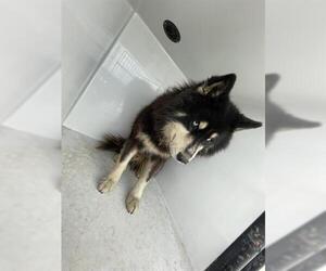 Siberian Husky Dogs for adoption in Houston, TX, USA