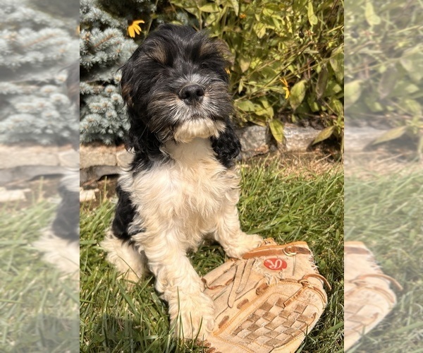 Medium Photo #3 Cockapoo Puppy For Sale in MIDDLEBURY, IN, USA