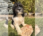 Small #2 Cockapoo