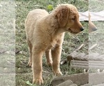 Puppy Puppy 3 pink Golden Retriever