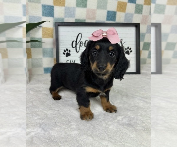 Medium Photo #6 Dachshund Puppy For Sale in FRANKLIN, IN, USA