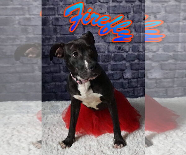 Medium Photo #61 American Pit Bull Terrier-Unknown Mix Puppy For Sale in Germantown, OH, USA