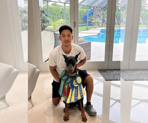 Medium Photo #8 Doberman Pinscher Puppy For Sale in FORT LAUDERDALE, FL, USA