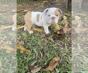 Bulldog Puppy for sale in LUTZ, FL, USA