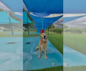 Sammy 1550 - Male Golden Retriever Dog for Adoption - Photo #2