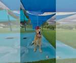 Small Photo #2 Golden Retriever Puppy For Sale in Bonita Springs, FL, USA