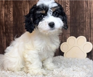 Cavapoo Puppy for sale in FRANKLIN, IN, USA