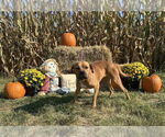 Small #1 Boxer Mix