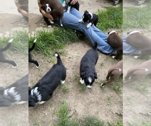 Australian Retriever-Border Collie Mix Puppy for sale in SILVER CREEK, NY, USA