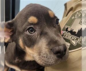 Labrador Retriever-Unknown Mix Dogs for adoption in Temple, TX, USA