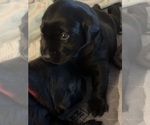 Small Photo #2 Labrador Retriever Puppy For Sale in LEMON GROVE, CA, USA