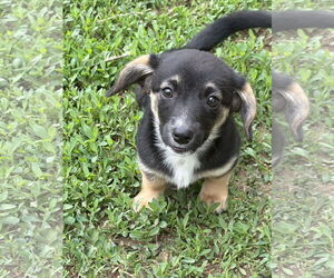 Chi-Corgi Dogs for adoption in Omaha, NE, USA