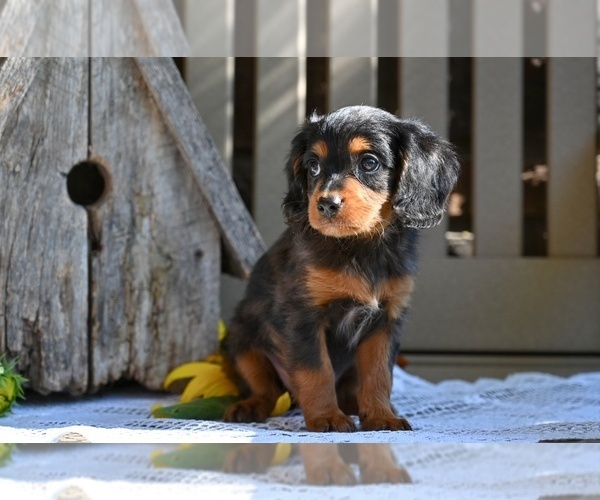 Medium Photo #5 Cavapoo Puppy For Sale in MILLERSBURG, OH, USA