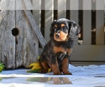 Small Photo #5 Cavapoo Puppy For Sale in MILLERSBURG, OH, USA