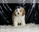 Small #2 Cavapoo