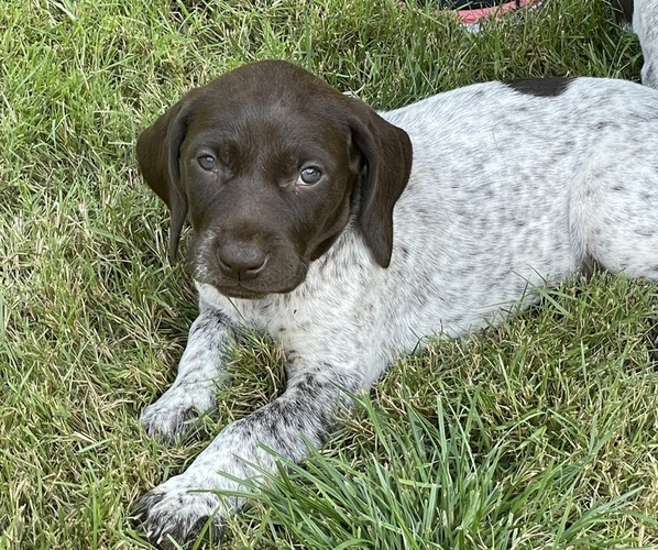 Medium Photo #6 German Shorthaired Pointer Puppy For Sale in DALLAS, OR, USA