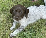 Small Photo #6 German Shorthaired Pointer Puppy For Sale in DALLAS, OR, USA