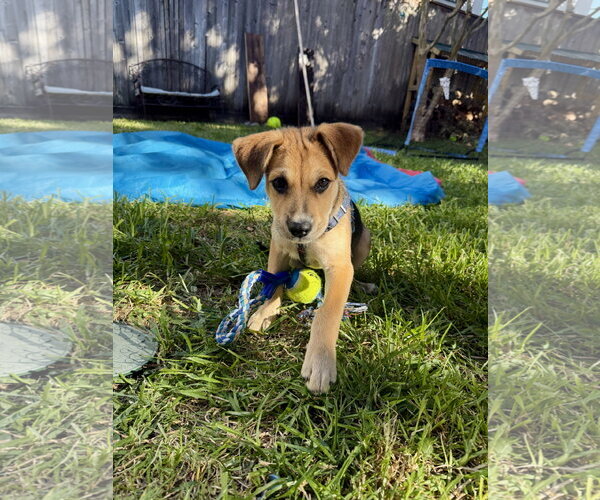 Medium Photo #1 Labrador Retriever-Unknown Mix Puppy For Sale in The Woodlands, TX, USA