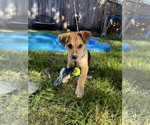 Labrador Retriever-Unknown Mix Dogs for adoption in The Woodlands, TX, USA