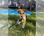 Banjo - Male Labrador Retriever-Unknown Mix Dog for Adoption - Small photo