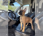 Small #4 Belgian Malinois
