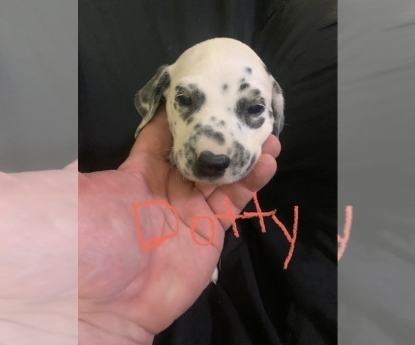 Medium Photo #1 Dalmatian Puppy For Sale in GLENDALE, AZ, USA