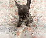 Small Photo #8 French Bulldog Puppy For Sale in LEESBURG, GA, USA