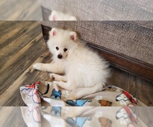 Pomeranian Puppy for sale in CLAYTON, NC, USA