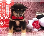 Small Photo #8 Shiba Inu Puppy For Sale in CLAY, PA, USA
