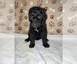 Small Photo #11 Poodle (Standard) Puppy For Sale in RALEIGH, NC, USA