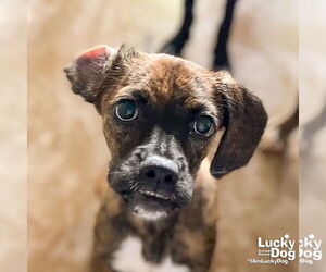 Medium Boxer-Plott Hound Mix