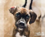 Small Boxer-Plott Hound Mix