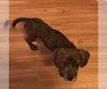 Small #3 Labrador Retriever Mix