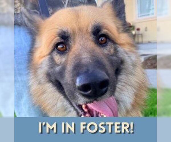 Medium Photo #2 German Shepherd Dog Puppy For Sale in Alameda, CA, USA