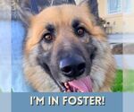 Small #1 German Shepherd Dog