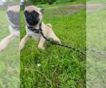 Small #2 Pug
