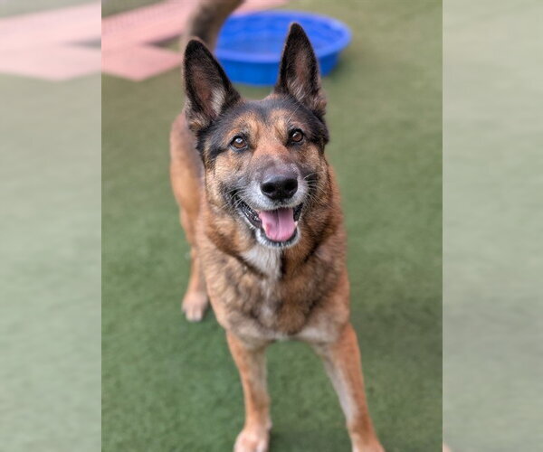 Medium Photo #1 German Shepherd Dog Puppy For Sale in Sacramento, CA, USA