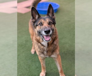 German Shepherd Dog Dogs for adoption in Sacramento, CA, USA