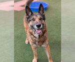 Small German Shepherd Dog