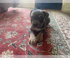American Bully Puppy for Sale in SOUR LAKE, Texas USA