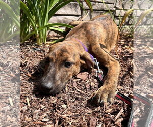 Mutt Dogs for adoption in Sterling, MA, USA