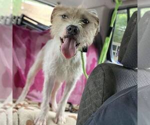 Mutt Dogs for adoption in New Oxford , PA, USA
